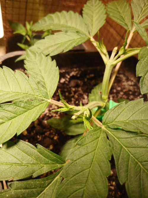 Honolulu 2.0. Week 4