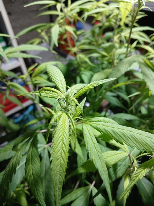 Bobby No 69. Week 16