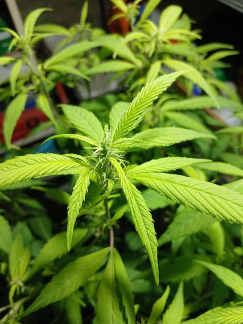 Bobby No 69. Week 16