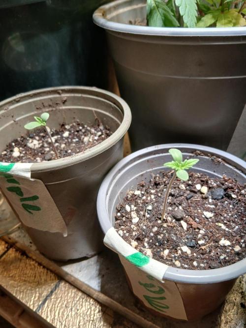 Purple Indoor From Seed. Week 0