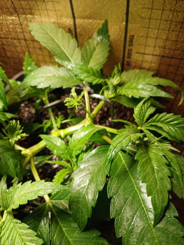 Honolulu 2.0. Week 5