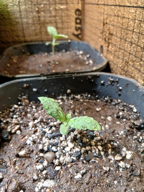 Purple Indoor From Seed. Week 1