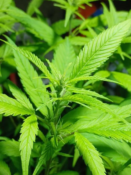 Bobby No 69. Week 17