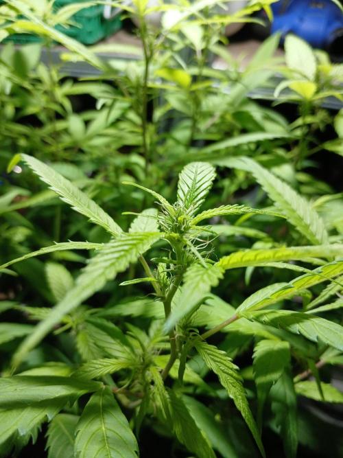 Bobby No 69. Week 17