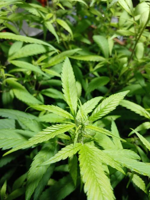 Bobby No 69. Week 17