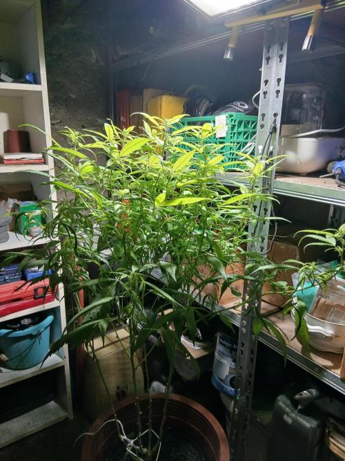 Bobby No 69. Week 17