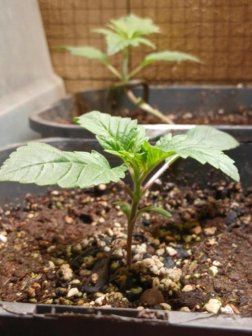 Purple Indoor From Seed. Week 2