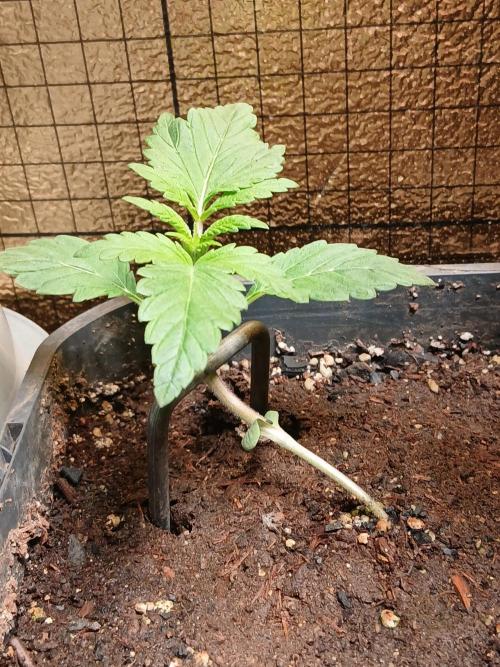 Purple Indoor From Seed. Week 2