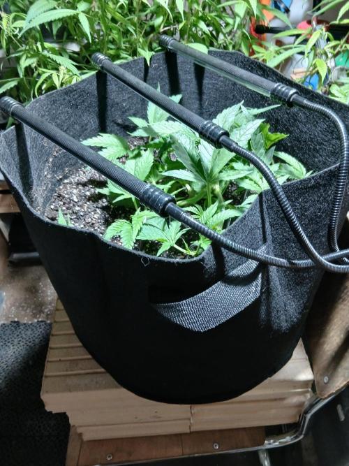 Honolulu 2.0. Week 6