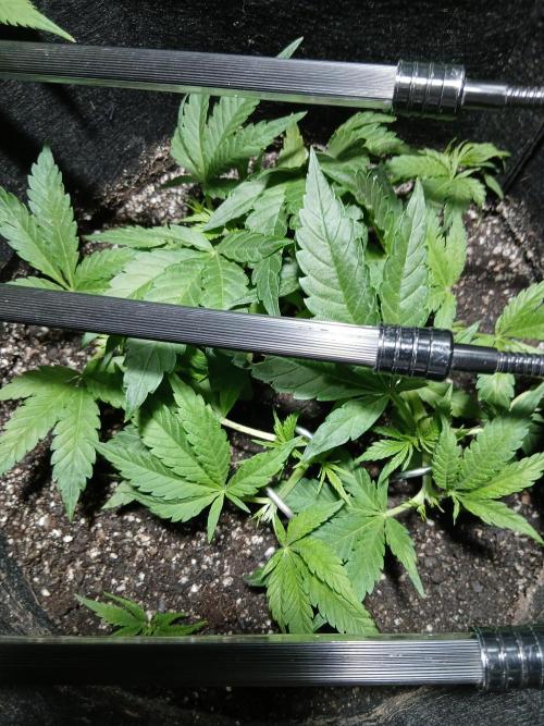 Honolulu 2.0. Week 6