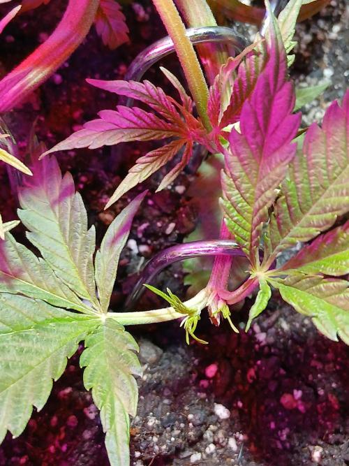 Honolulu 2.0. Week 6