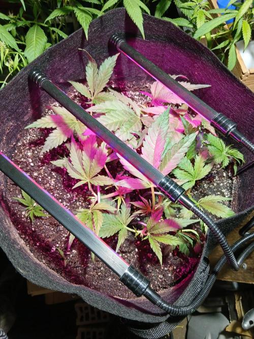 Honolulu 2.0. Week 6