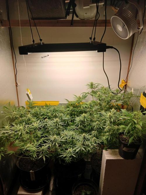 Honolulu. Week 11