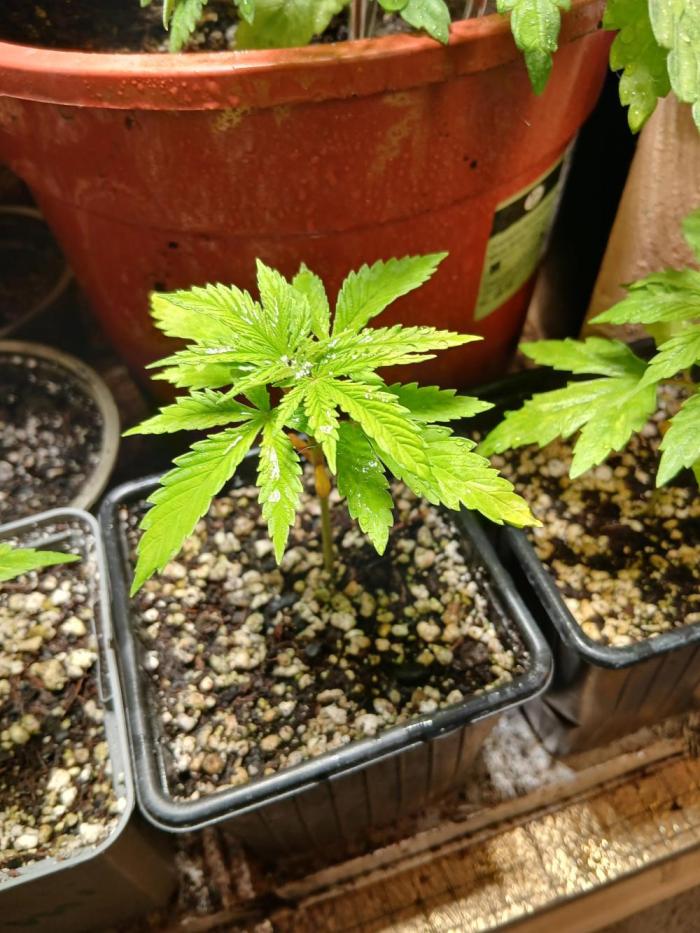 JimmyZ. Week 3