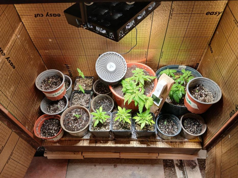 Purple Indoor From Seed. Week 3 - Those two right in the back
