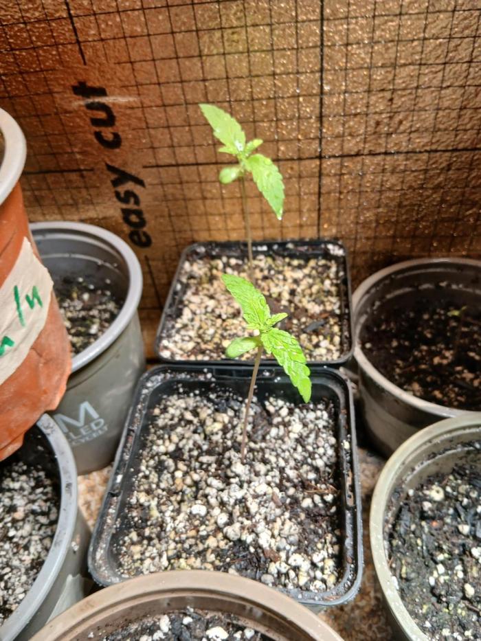 Honolulu 5.0. Week 1