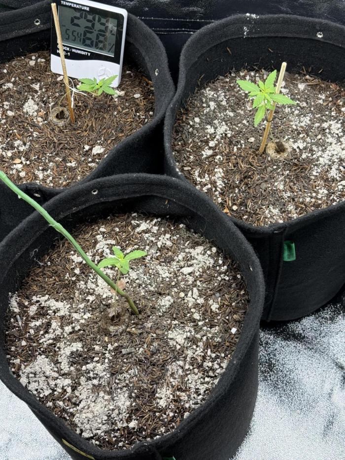 XXL Boombastic Autoflower. Week 1