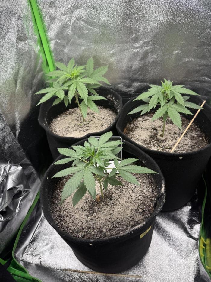 XXL Boombastic Autoflower. Week 2