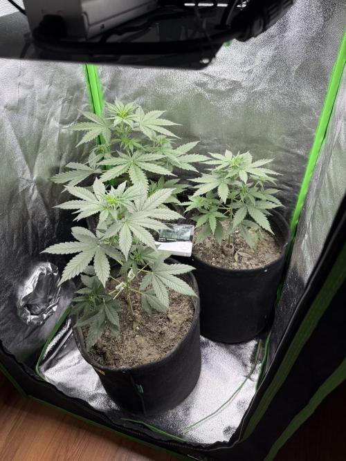 XXL Boombastic Autoflower. Week 5