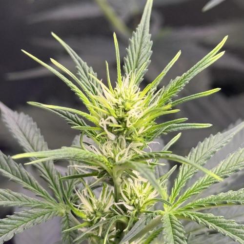 XXL Boombastic Autoflower. Week 6