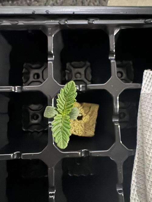 2025 Frost. Week 0 - Biscuit Head