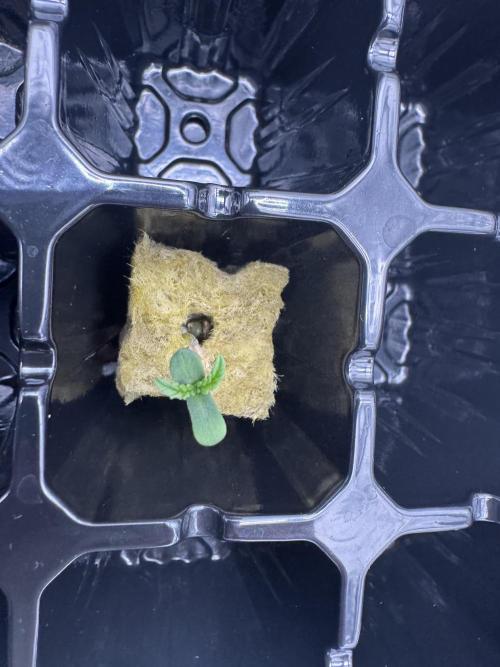 2025 Frost. Week 0 - Green Crack