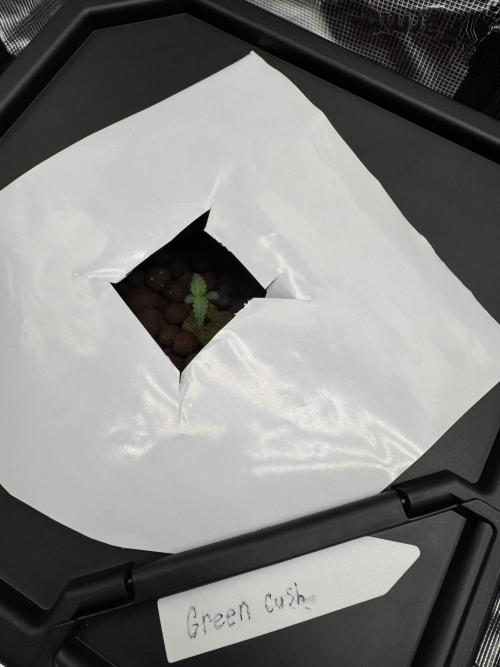 2025 Frost. Week 1 - Green crack veg day 1