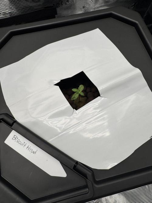 2025 Frost. Week 1 - Biscuit head veg day 1