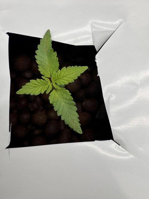 2025 Frost. Week 2 - Start of veg 