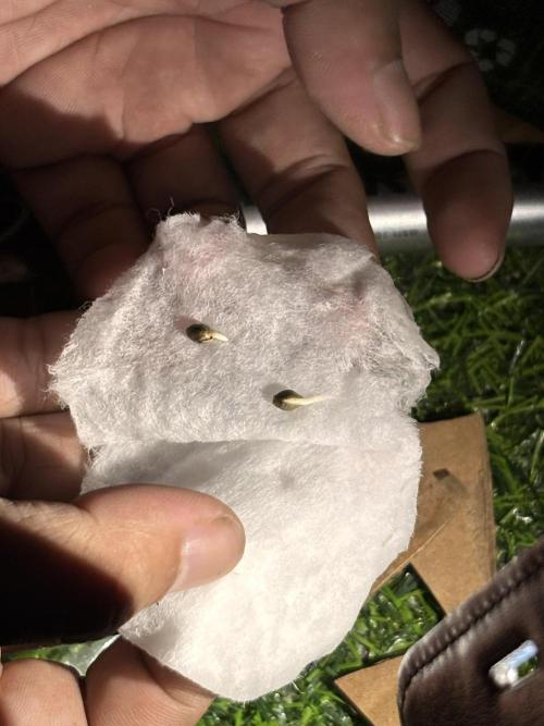 Don Saldot. Week 0 - December 1: 100% Germination success rate.