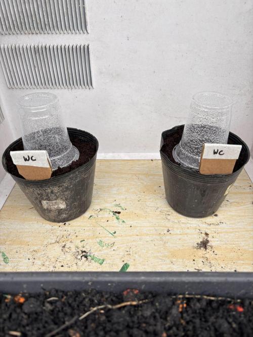 Don Saldot. Week 0 - December 4: First day in the pot.