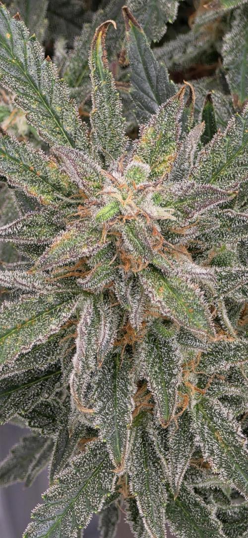 Toadbud tent. Week 10 - Orange president week 10