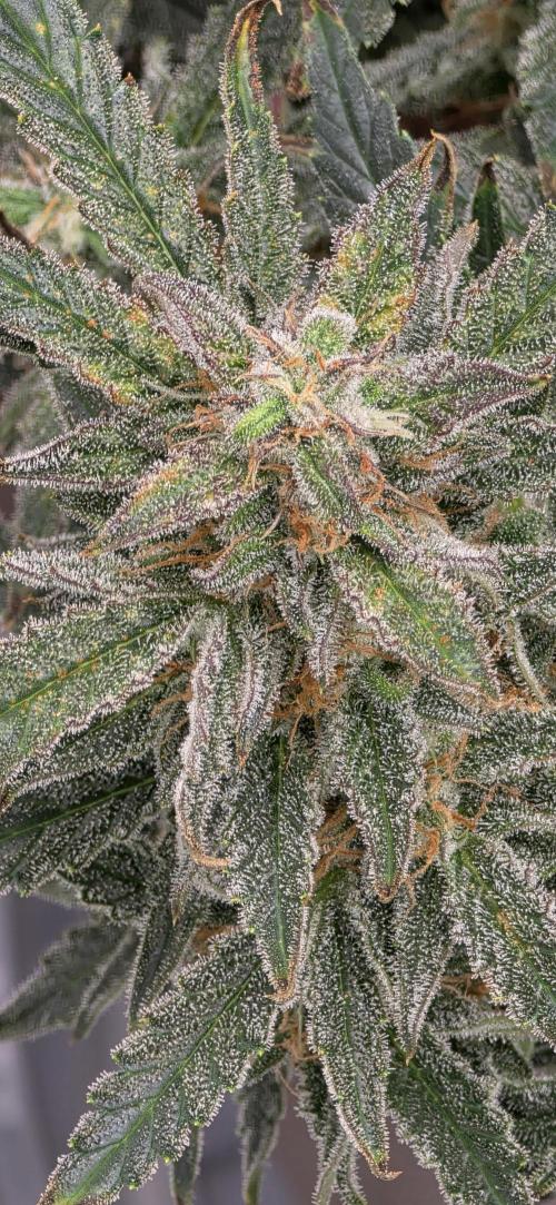 Toadbud tent. Week 10