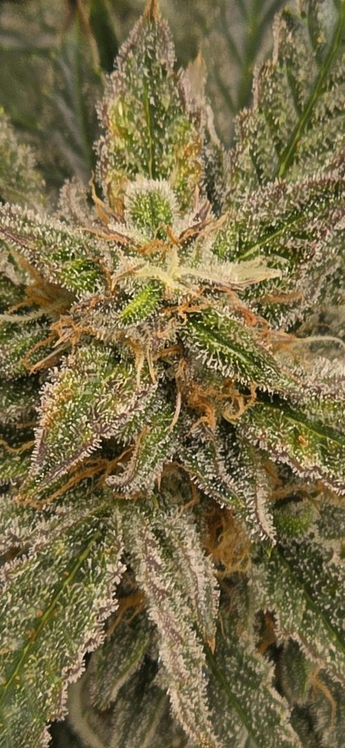 Toadbud tent. Week 10