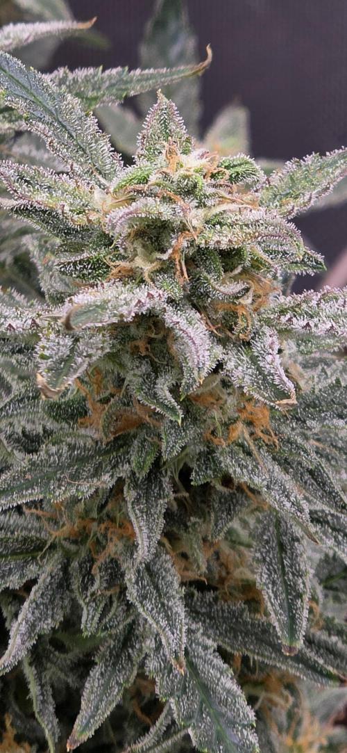 Toadbud tent. Week 10