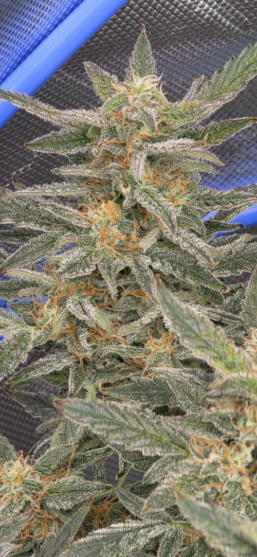 Toadbud tent. Week 10