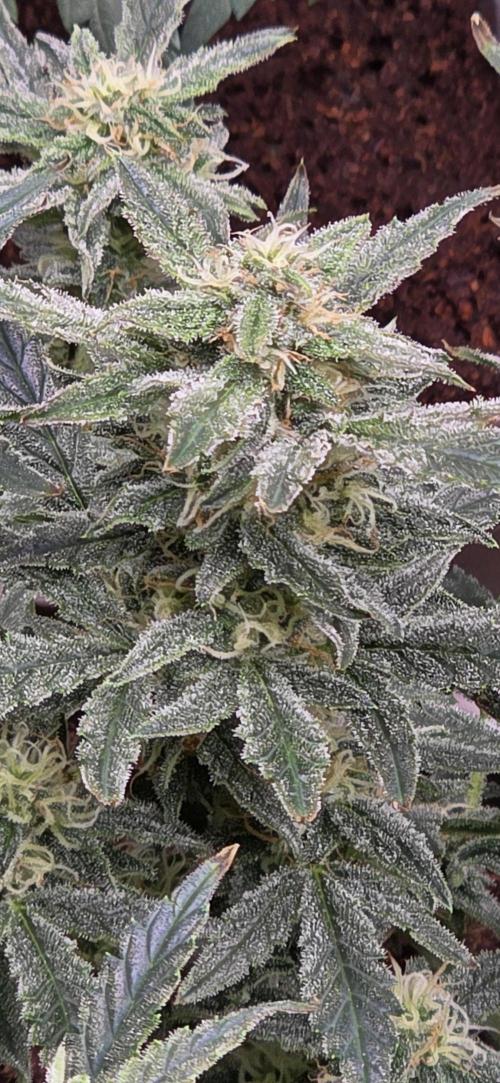 Toadbud tent. Week 10