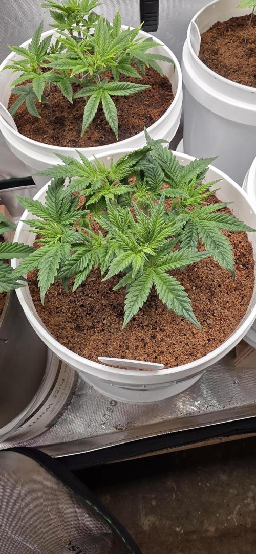Girl scout cookies auto. Week 3