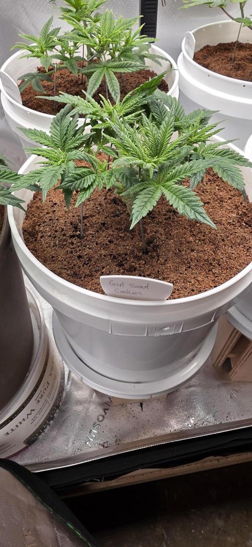 Girl scout cookies auto. Week 3