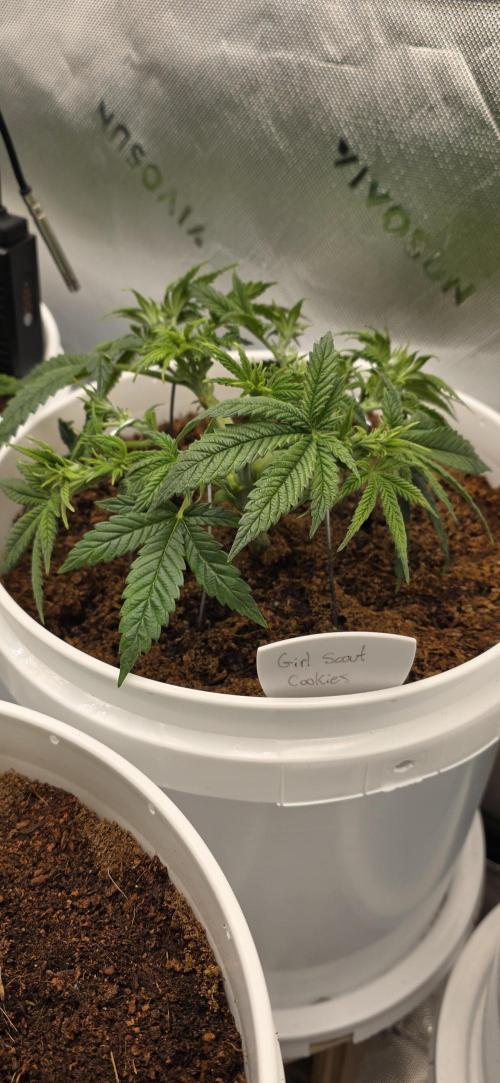 Girl scout cookies auto. Week 4