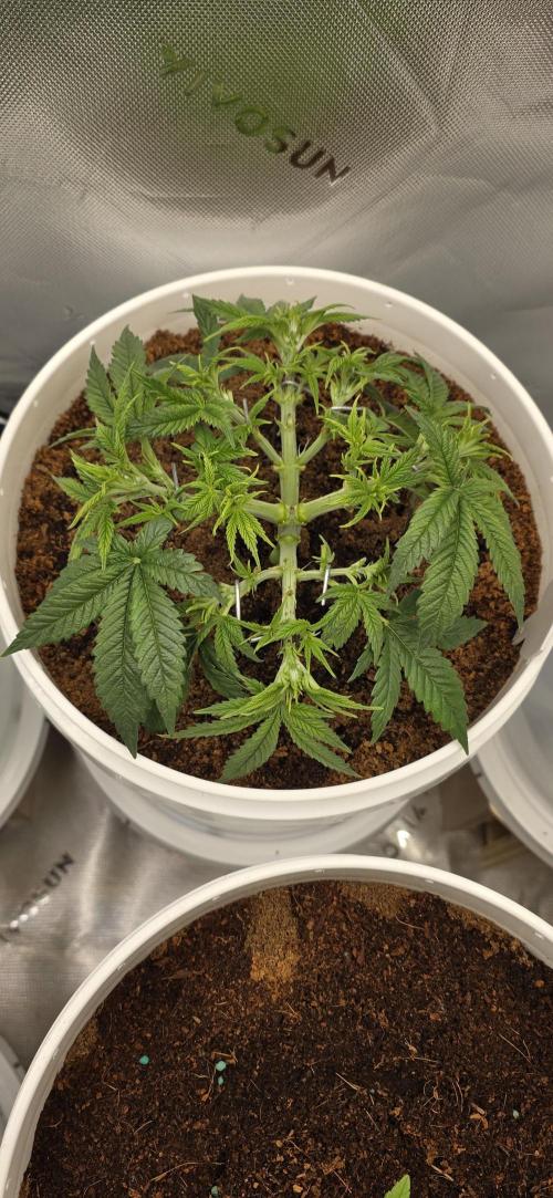 Girl scout cookies auto. Week 4
