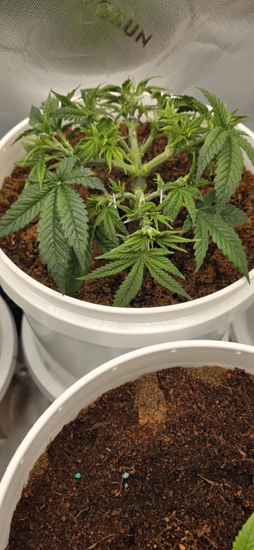 Girl scout cookies auto. Week 4