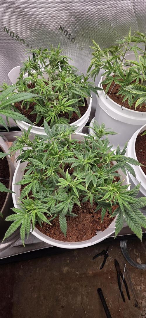 Girl scout cookies auto. Week 1