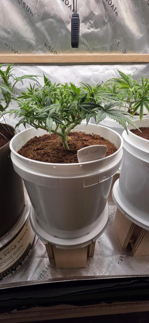 Girl scout cookies auto. Week 1