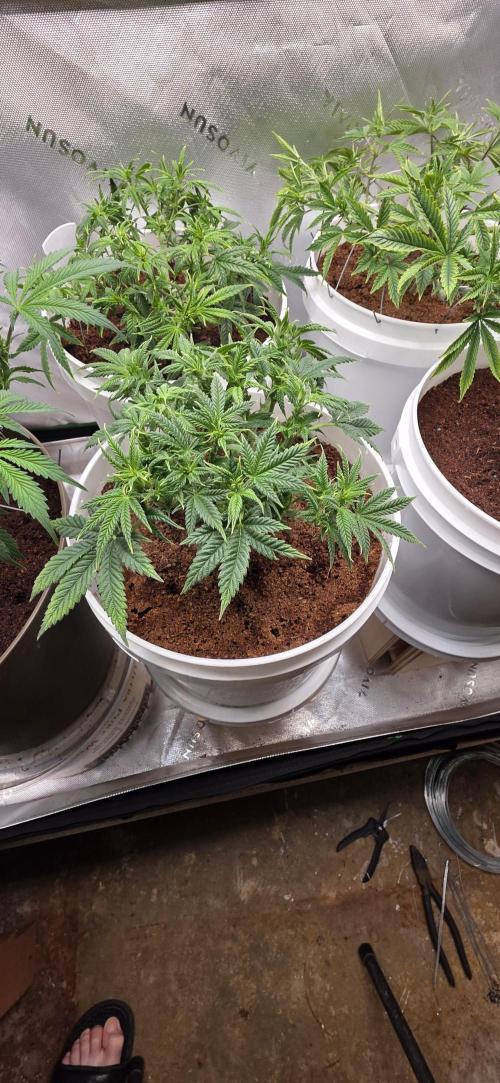 Girl scout cookies auto. Week 1