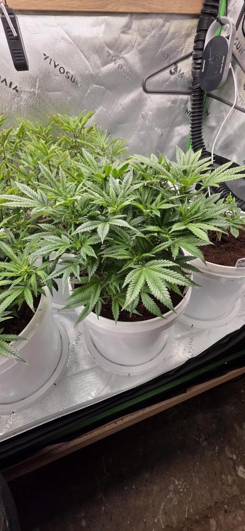 Girl scout cookies auto. Week 2
