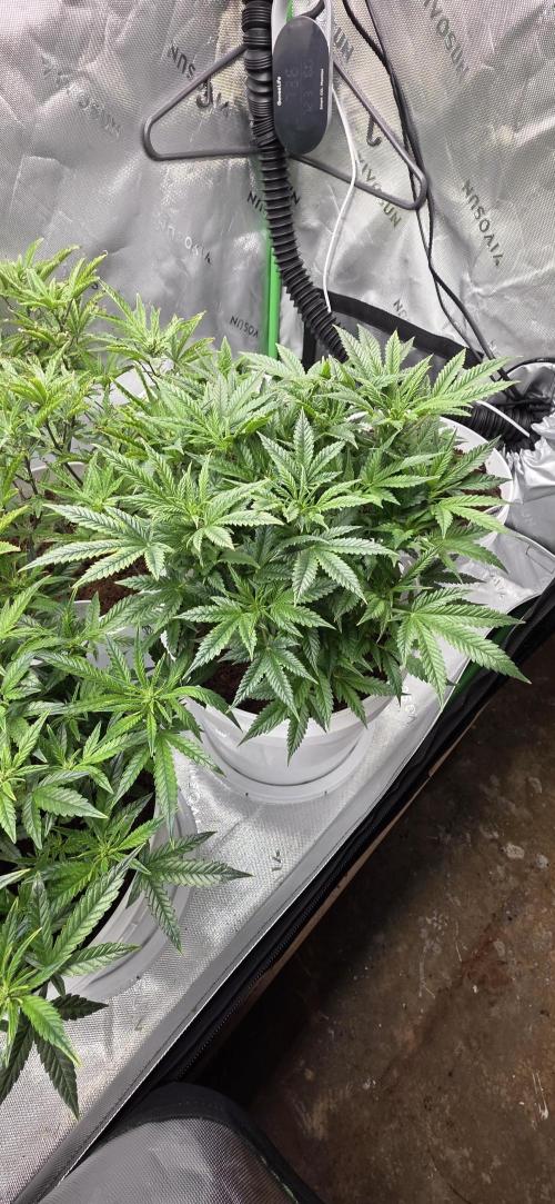 Girl scout cookies auto. Week 2