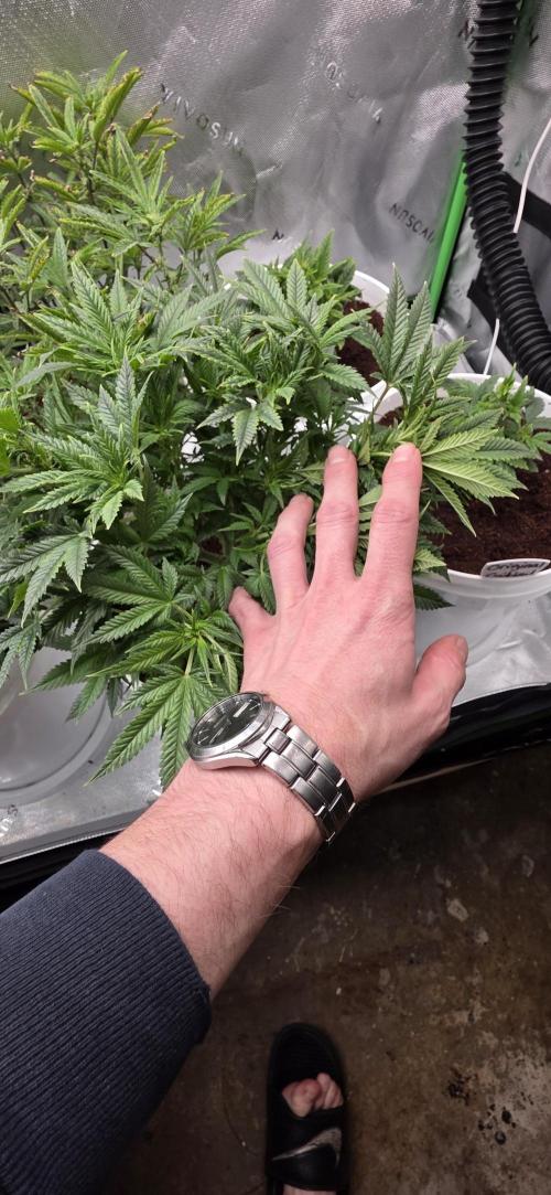Girl scout cookies auto. Week 2