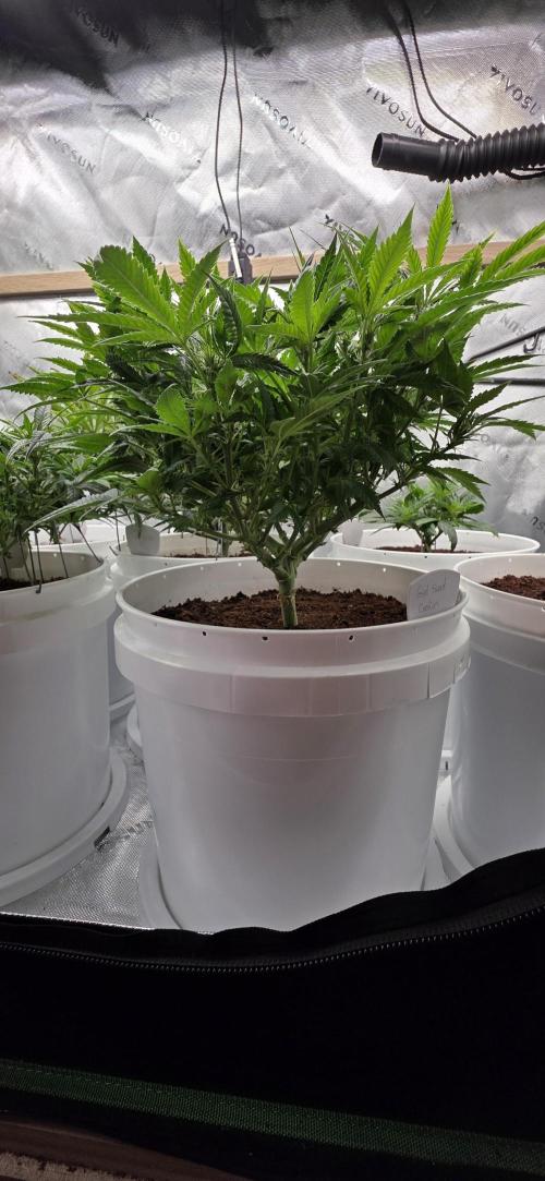 Girl scout cookies auto. Week 2