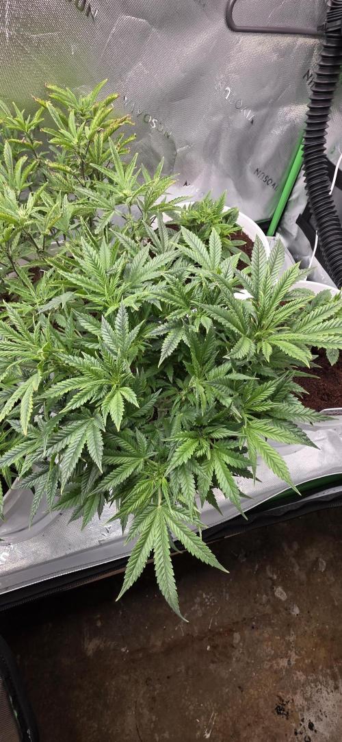 Girl scout cookies auto. Week 2